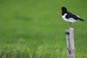 Overflakkee: Eurasian Oystercatcher