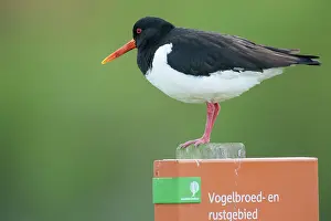 Ostralegus: Eurasian Oystercatcher