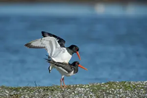 Ostralegus: Eurasian Oystercatcher