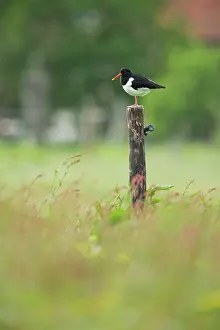 Ostralegus: Eurasian Oystercatcher