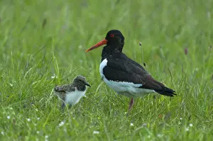 Ostralegus: Eurasian Oystercatcher