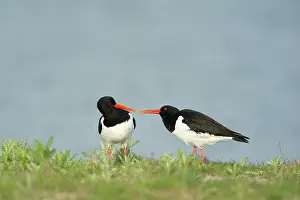 Ostralegus: Eurasian Oystercatcher