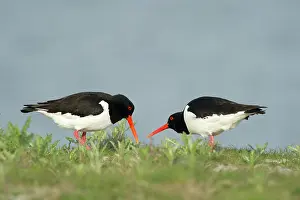 Ostralegus: Eurasian Oystercatcher