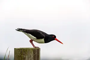 Ostralegus: Eurasian Oystercatcher