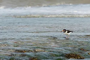 Ostralegus: Eurasian Oystercatcher