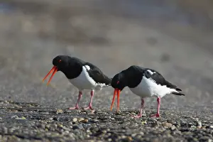 Ostralegus: Eurasian Oystercatcher