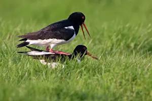 Ostralegus: Eurasian Oystercatcher