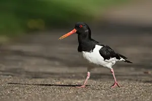 Ostralegus: Eurasian Oystercatcher