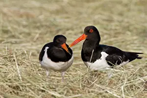 Ostralegus: Eurasian Oystercatcher