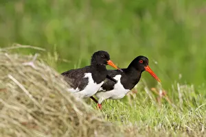Ostralegus: Eurasian Oystercatcher