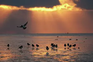 Ostralegus: Eurasian Oystercatcher