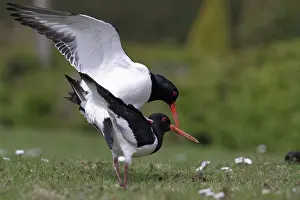 Ostralegus: Eurasian Oystercatcher