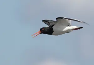 Ostralegus: Eurasian Oystercatcher