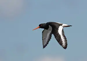 Ostralegus: Eurasian Oystercatcher