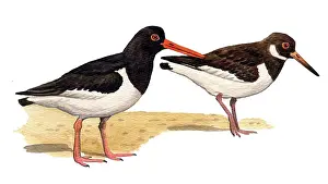 Ostralegus: Eurasian Oystercatcher