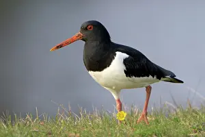Ostralegus: Eurasian Oystercatcher