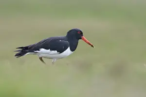 Ostralegus: Eurasian Oystercatcher