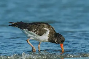 Ostralegus: Eurasian Oystercatcher