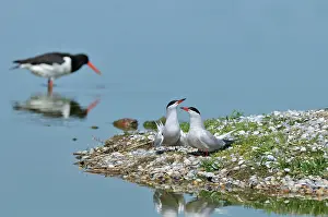 Ostralegus: Eurasian Oystercatcher