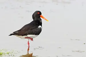 Haematopus: Eurasian Oystercatcher