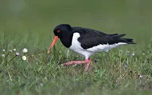 Haematopus: Eurasian Oystercatcher