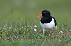 Haematopus: Eurasian Oystercatcher