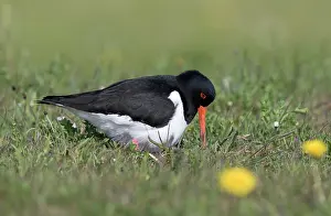 Haematopus: Eurasian Oystercatcher