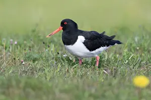 Haematopus: Eurasian Oystercatcher