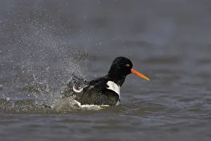 Haematopus: Eurasian Oystercatcher