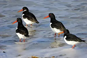 Haematopus: Eurasian Oystercatcher