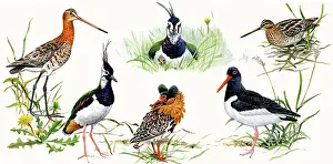 Haematopus: Eurasian Oystercatcher