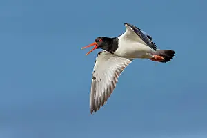 Haematopus: Eurasian Oystercatcher