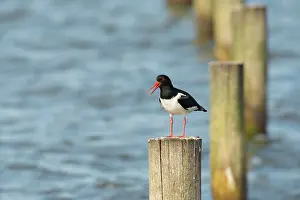 Haematopus: Eurasian Oystercatcher