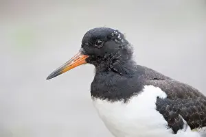 Haematopus: Eurasian Oystercatcher