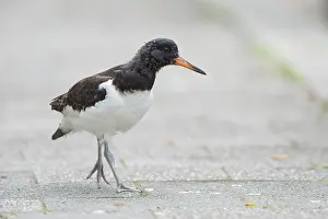 Haematopus: Eurasian Oystercatcher