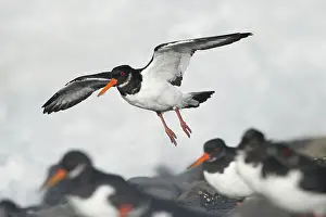 Haematopus: Eurasian Oystercatcher
