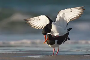 Haematopus: Eurasian Oystercatcher