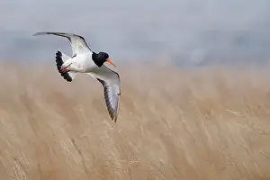 Haematopus: Eurasian Oystercatcher