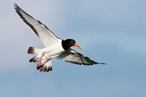 Haematopus: Eurasian Oystercatcher
