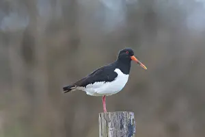Haematopus: Eurasian Oystercatcher