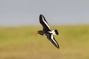 Haematopus: Eurasian Oystercatcher - adult bird in flight -