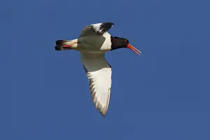 Haematopus: Eurasian Oystercatcher - adult bird in flight -