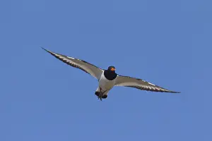Oystercatchers: Eurasian Oystercatcher - adult bird in flight - Germany