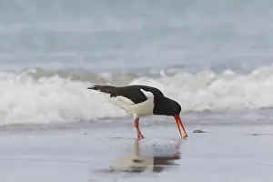 Haematopus: Eurasian Oystercatcher - adult bird walking at surfline