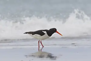 Haematopus: Eurasian Oystercatcher - adult bird walking at surfline