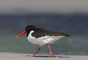 Haematopus: Eurasian Oystercatcher - adult bird walking at surfline