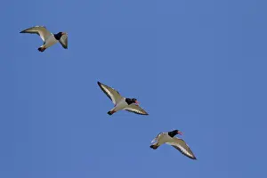 Haematopus: Eurasian Oystercatcher - adult birds in flight -