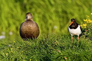 Haematopus: Eurasian Oystercatcher and female Eider