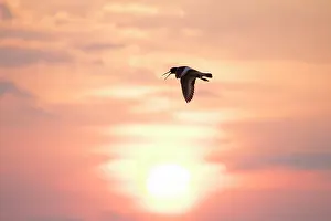 Haematopus: Eurasian Oystercatcher flight