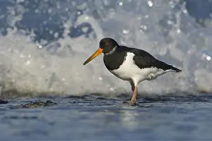 Haematopus: Eurasian Oystercatcher (Haematopus ostralegus)